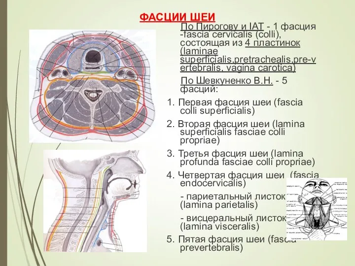 ФАСЦИИ ШЕИ По Пирогову и IAT - 1 фасция -fascia cervicalis