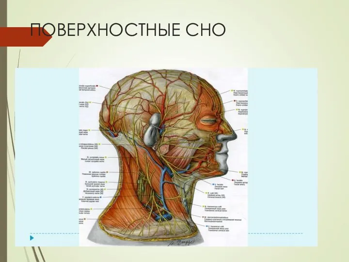 ПОВЕРХНОСТНЫЕ СНО