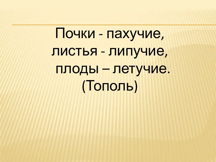 Почки - пахучие, листья - липучие, плоды – летучие. (Тополь)