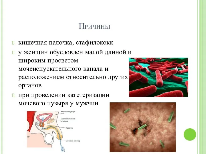 Причины кишечная палочка, стафилококк у женщин обусловлен малой длиной и широким