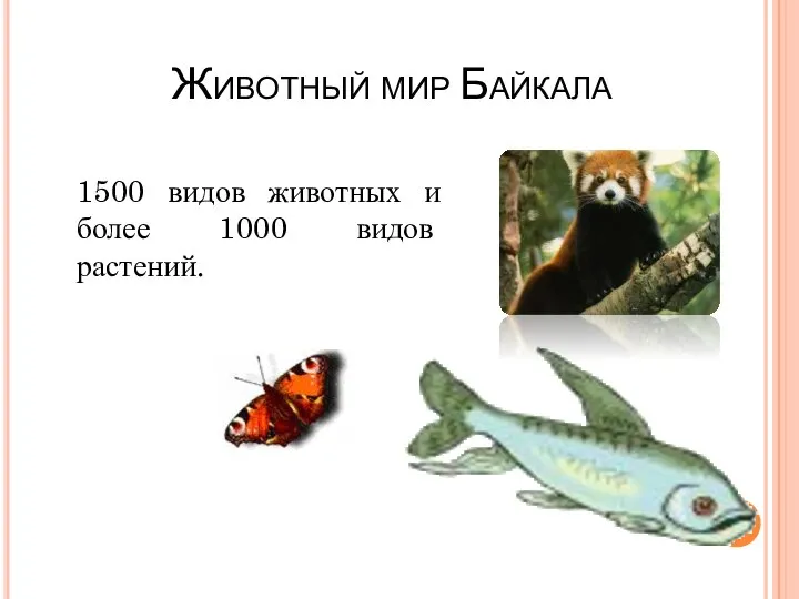 Животный мир Байкала 1500 видов животных и более 1000 видов растений.