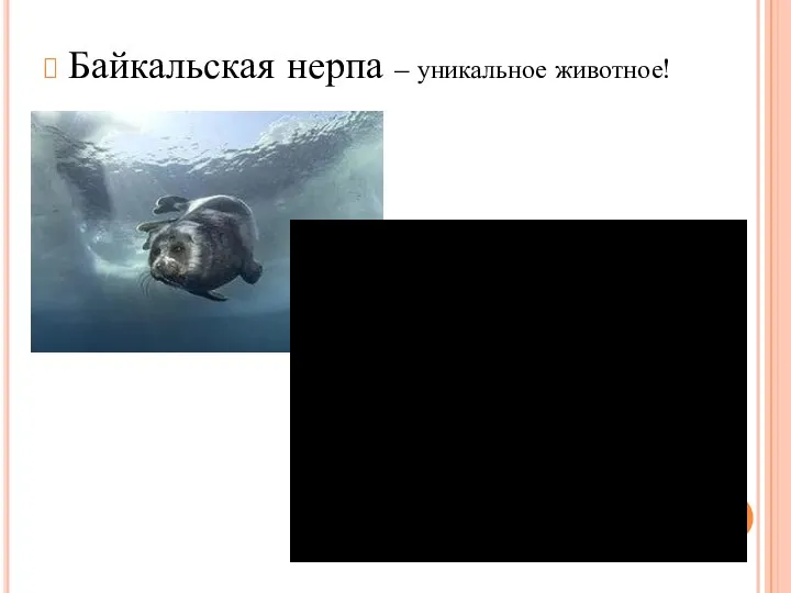 Байкальская нерпа – уникальное животное!