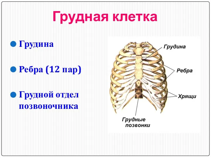 Грудная клетка Грудина Ребра (12 пар) Грудной отдел позвоночника