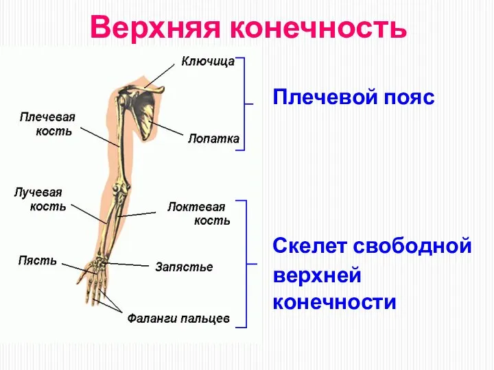 Верхняя конечность Плечевой пояс Скелет свободной верхней конечности