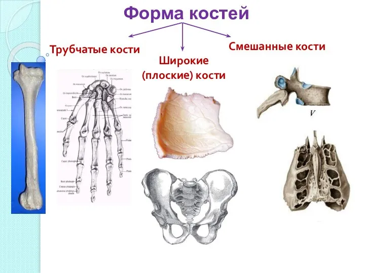 Форма костей Трубчатые кости Широкие (плоские) кости Смешанные кости