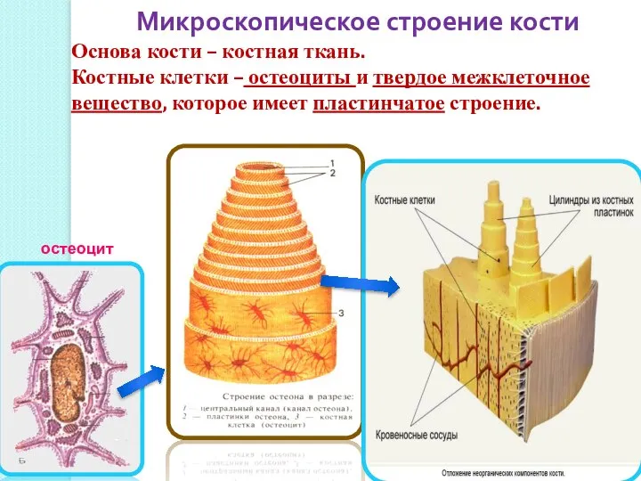 Основа кости – костная ткань. Костные клетки – остеоциты и твердое