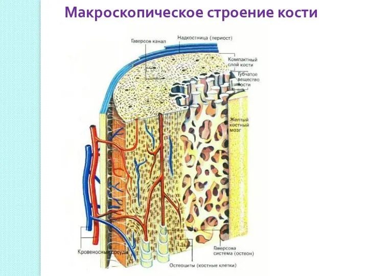 Макроскопическое строение кости