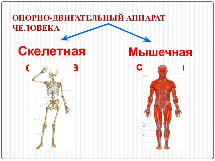 ОПОРНО-ДВИГАТЕЛЬНЫЙ АППАРАТ ЧЕЛОВЕКА Скелетная система Мышечная система