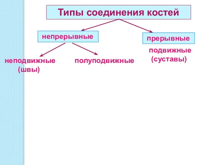 Типы соединения костей непрерывные прерывные неподвижные (швы) полуподвижные подвижные (суставы)