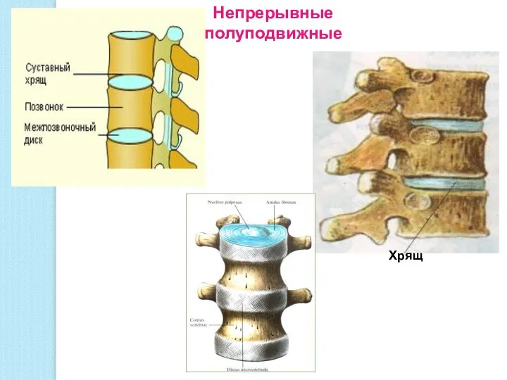 Непрерывные полуподвижные Хрящ