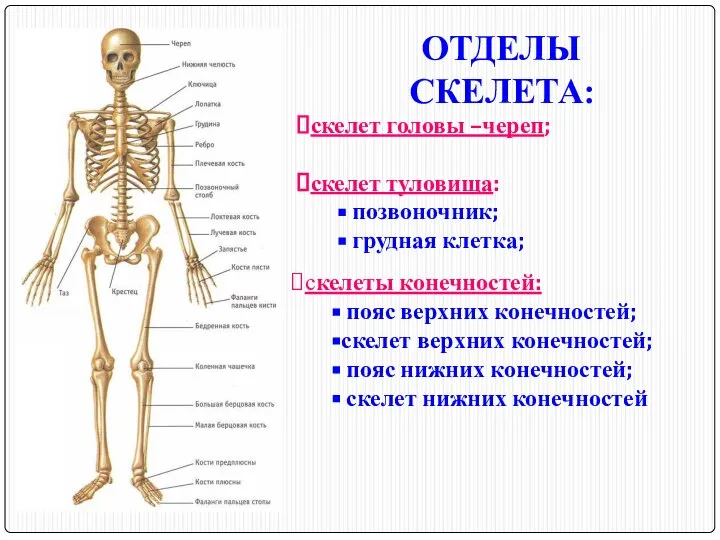 ОТДЕЛЫ СКЕЛЕТА: скелет головы –череп; скелет туловища: позвоночник; грудная клетка; скелеты