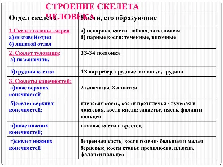 СТРОЕНИЕ СКЕЛЕТА ЧЕЛОВЕКА