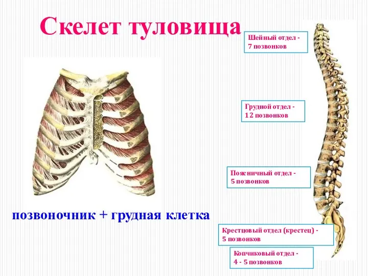 Скелет туловища позвоночник + грудная клетка Шейный отдел - 7 позвонков