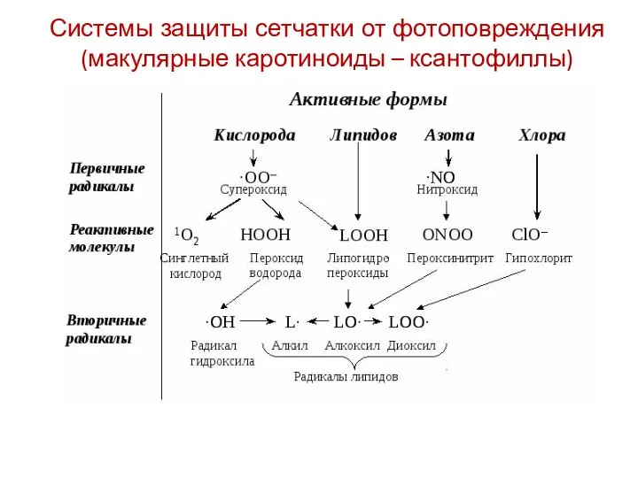 Системы защиты сетчатки от фотоповреждения (макулярные каротиноиды – ксантофиллы)