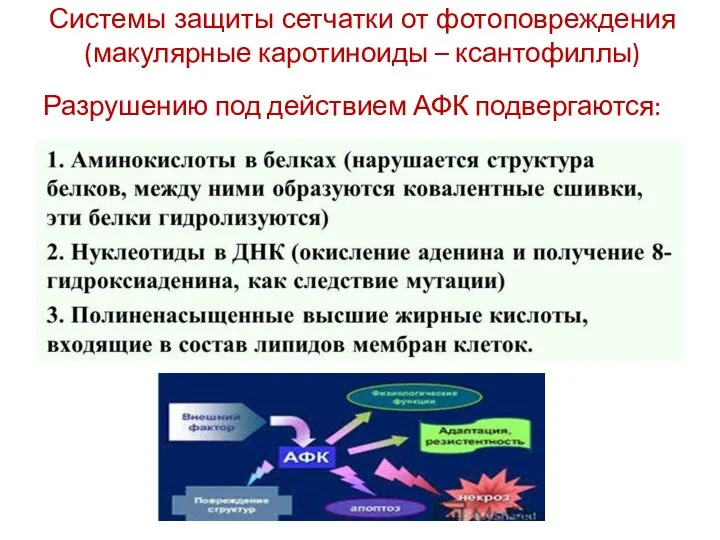 Разрушению под действием АФК подвергаются: Системы защиты сетчатки от фотоповреждения (макулярные каротиноиды – ксантофиллы)