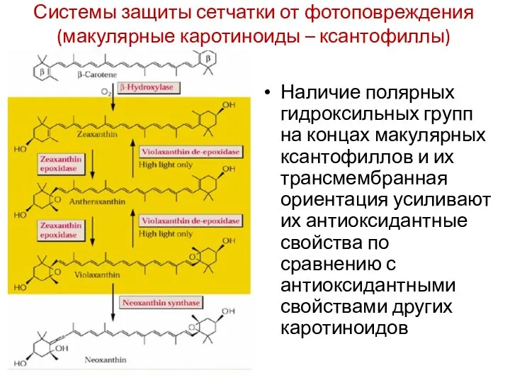 Наличие полярных гидроксильных групп на концах макулярных ксантофиллов и их трансмембранная