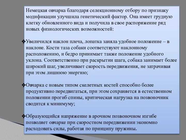 Немецкая овчарка благодаря селекционному отбору по признаку модификации улучшила генетический фактор.