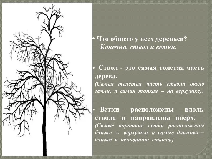 Что общего у всех деревьев? Конечно, ствол и ветки. Ствол -