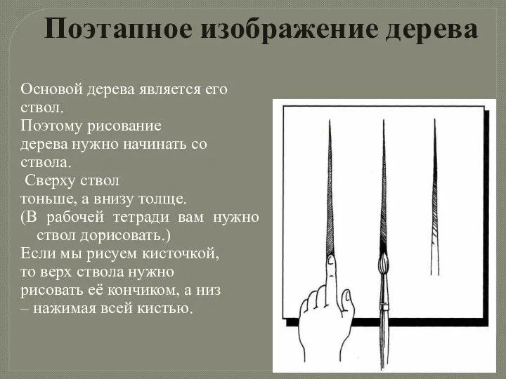 Основой дерева является его ствол. Поэтому рисование дерева нужно начинать со