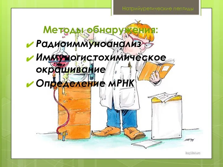 Натрийуретические пептиды Методы обнаружения: Радиоиммуноанализ Иммуногистохимическое окрашивание Определение мРНК