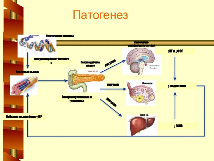 Патогенез Поджелудочная железа Скелетные мышцы Генетические факторы Гипоталамо- гипофизарная система Яичники