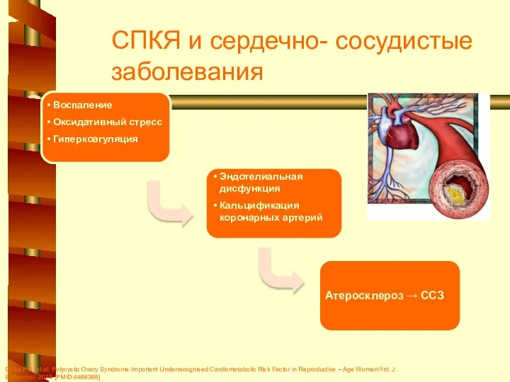 гиперандрогенемия Воспаление Оксидативный стресс Гиперкоагуляция Атеросклероз → ССЗ СПКЯ и сердечно-