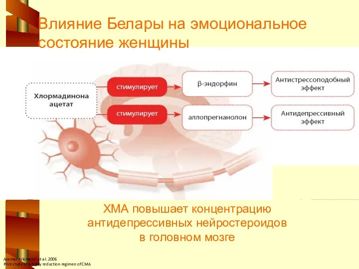 ХМА повышает концентрацию антидепрессивных нейростероидов в головном мозге Влияние Белары на