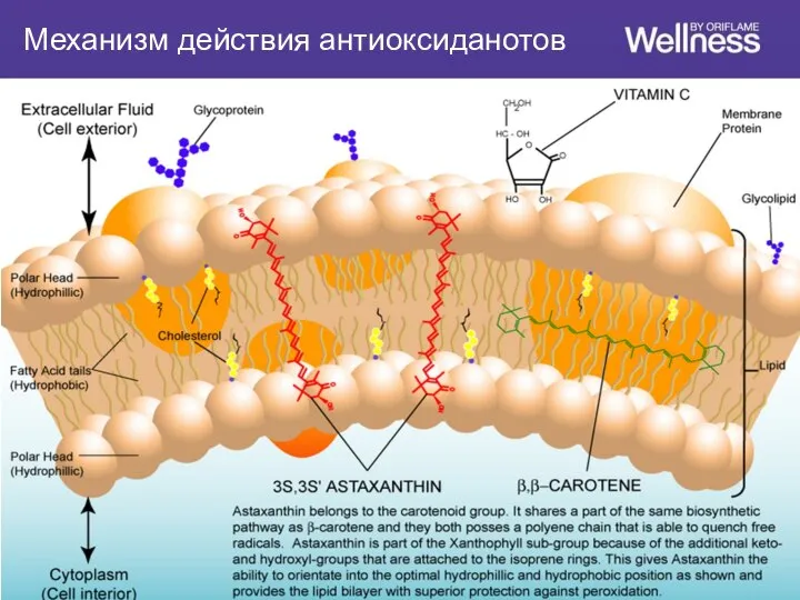 Механизм действия антиоксиданотов
