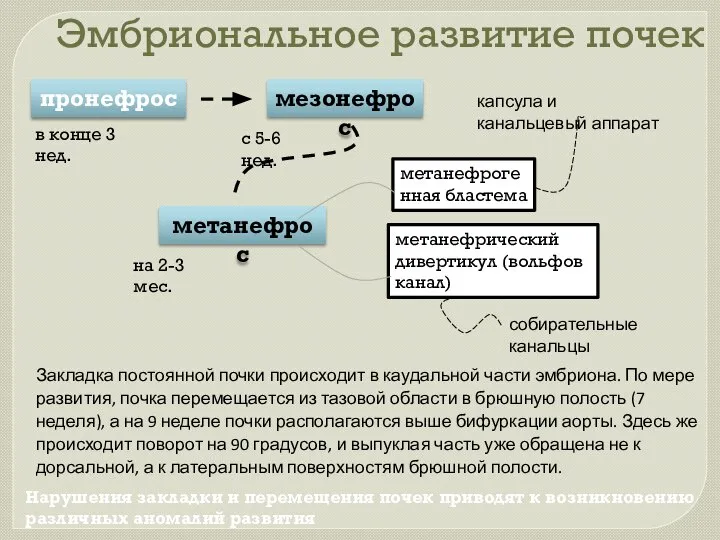 Эмбриональное развитие почек пронефрос мезонефрос метанефрос с 5-6 нед. в конце