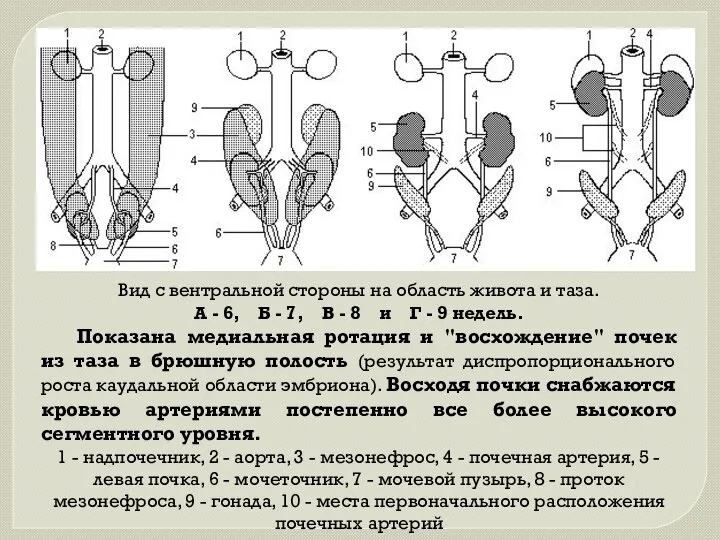 Вид с вентральной стороны на область живота и таза. А -