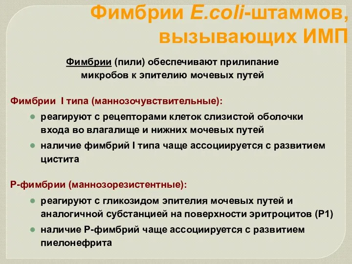 Фимбрии E.coli-штаммов, вызывающих ИМП Фимбрии (пили) обеспечивают прилипание микробов к эпителию