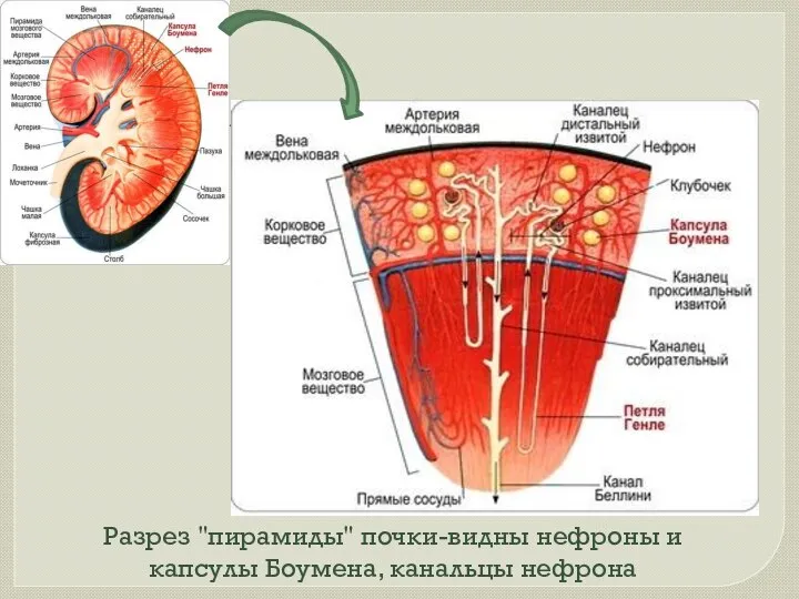 Разрез "пирамиды" почки-видны нефроны и капсулы Боумена, канальцы нефрона
