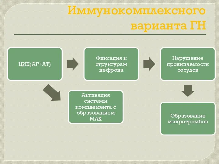 Патогенез Иммунокомплексного варианта ГН