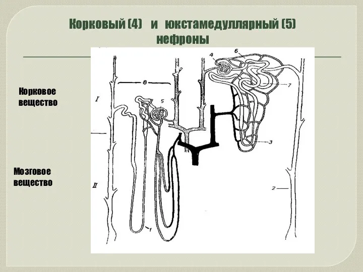 Корковый (4) и юкстамедуллярный (5) нефроны Корковое вещество Мозговое вещество