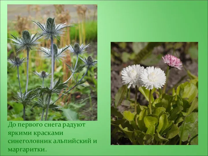 До первого снега радуют яркими красками синеголовник альпийский и маргаритки.