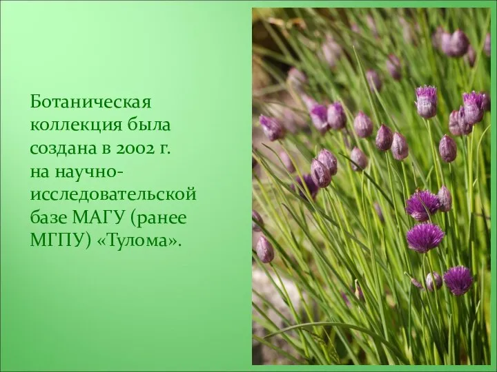 Ботаническая коллекция была создана в 2002 г. на научно-исследовательской базе МАГУ (ранее МГПУ) «Тулома».