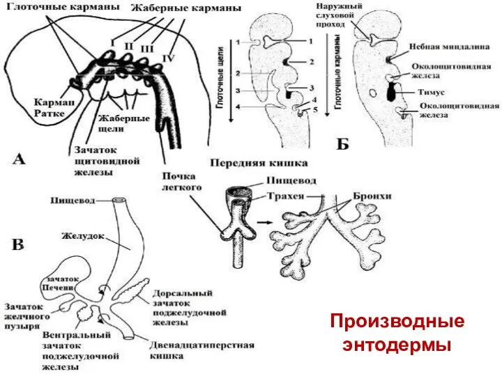 Производные энтодермы