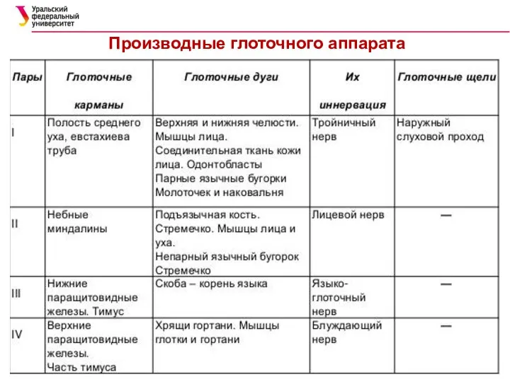 Производные глоточного аппарата