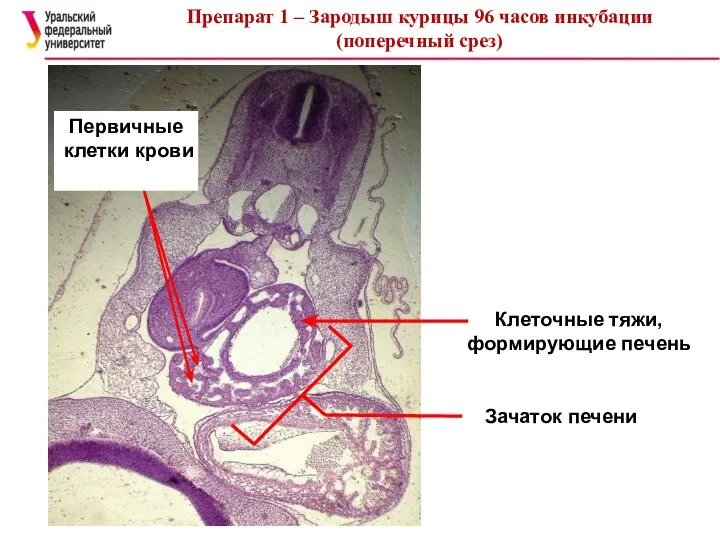 Препарат 1 – Зародыш курицы 96 часов инкубации (поперечный срез)