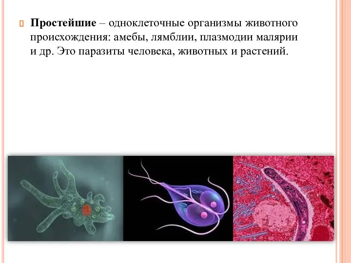 Простейшие – одноклеточные организмы животного происхождения: амебы, лямблии, плазмодии малярии и