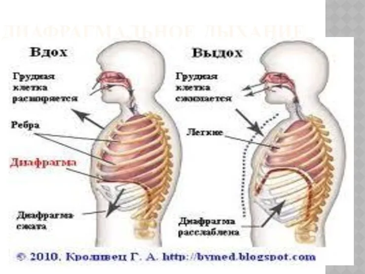 ДИАФРАГМАЛЬНОЕ ДЫХАНИЕ