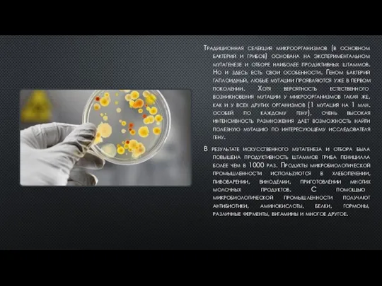 Традиционная селекция микроорганизмов (в основном бактерий и грибов) основана на экспериментальном