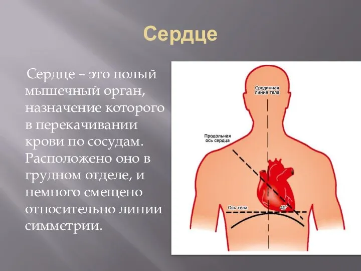 Сердце Сердце – это полый мышечный орган, назначение которого в перекачивании