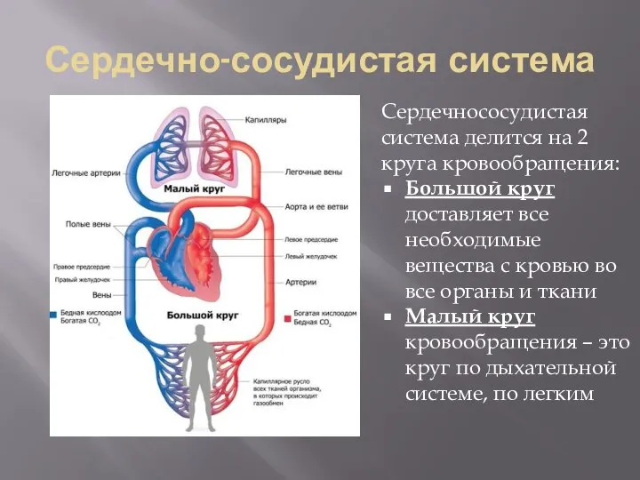 Сердечно-сосудистая система Сердечнососудистая система делится на 2 круга кровообращения: Большой круг