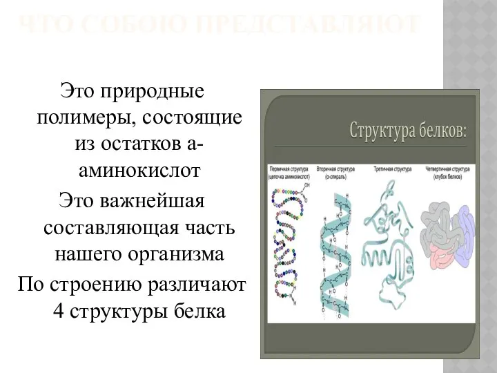 ЧТО СОБОЮ ПРЕДСТАВЛЯЮТ Это природные полимеры, состоящие из остатков а-аминокислот Это