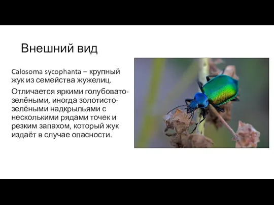 Внешний вид Calosoma sycophanta – крупный жук из семейства жужелиц. Отличается