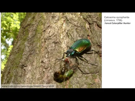 Calosoma sycophanta (Linnaeus, 1758) - Forest Caterpillar Hunter www.biolib.cz/en/taxonimage/id4869/?taxonid=81