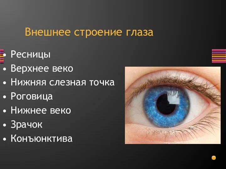 Ресницы Верхнее веко Нижняя слезная точка Роговица Нижнее веко Зрачок Конъюнктива Внешнее строение глаза