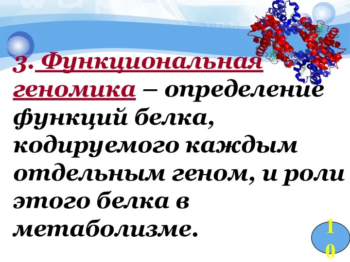 3. Функциональная геномика – определение функций белка, кодируемого каждым отдельным геном,