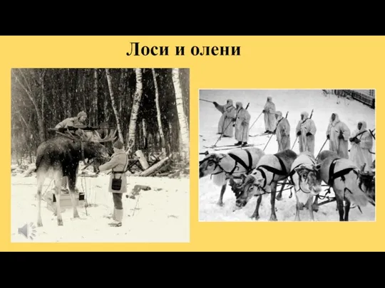 Лоси и олени